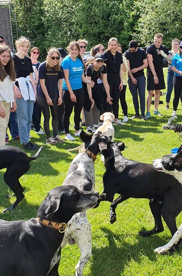 Teambuilding Sled Dogs avec Xtreme Events